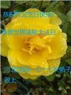 河北大法弟子庆祝世界法轮大法日(21条)