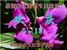 北京大法弟子庆祝世界法轮大法日(22条)