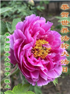 山东大法弟子庆祝世界法轮大法日(22条)