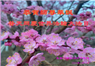 长春大法弟子庆祝世界法轮大法日(21条)