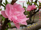 山东大法弟子庆祝世界法轮大法日(18条)