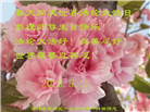 山东大法弟子庆祝世界法轮大法日(18条)