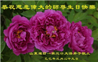 山东大法弟子庆祝世界法轮大法日(29条)