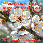 鸡西大法弟子庆祝世界法轮大法日(22条)