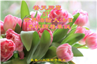 长春大法弟子庆祝世界法轮大法日(19条)