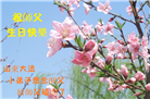 山东大法弟子庆祝世界法轮大法日(22条)