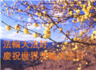 山东大法弟子庆祝世界法轮大法日(29条)