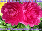 大陆大法弟子庆祝世界法轮大法日(29条)