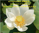 大陆大法弟子庆祝世界法轮大法日(34条)