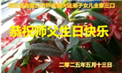 张家口大法弟子庆祝世界法轮大法日(19条)
