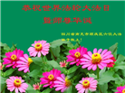 四川大法弟子庆祝世界法轮大法日(22条)