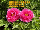 长春大法弟子庆祝世界法轮大法日(19条)