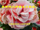 大陆大法弟子庆祝世界法轮大法日(38条)
