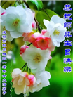 成都大法弟子庆祝世界法轮大法日(22条)