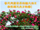 陕西大法弟子庆祝世界法轮大法日(18条)