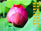 陕西大法弟子庆祝世界法轮大法日(18条)