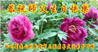 四川大法弟子庆祝世界法轮大法日(18条)