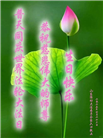 潍坊大法弟子庆祝世界法轮大法日(19条)