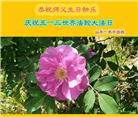 山东大法弟子庆祝世界法轮大法日(25条)
