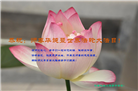 河南大法弟子庆祝世界法轮大法日(21条)