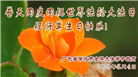 广东大法弟子庆祝世界法轮大法日(21条)
