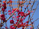 潍坊大法弟子庆祝世界法轮大法日(20条)