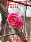 潍坊大法弟子庆祝世界法轮大法日(20条)