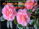 安徽大法弟子庆祝世界法轮大法日(20条)