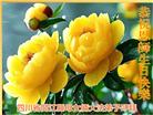四川大法弟子庆祝世界法轮大法日(161条)