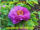 河南大法弟子庆祝世界法轮大法日(106条)