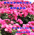 湖北大法弟子庆祝世界法轮大法日(161条)