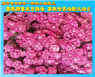 辽宁大法弟子庆祝世界法轮大法日(112条)