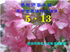 吉林省大法弟子庆祝世界法轮大法日(111条)