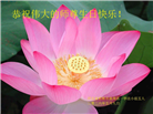 河北大法弟子庆祝世界法轮大法日(112条)