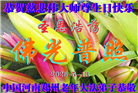 河南大法弟子庆祝世界法轮大法日(112条)