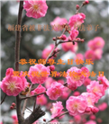 被非法关押的大法弟子庆祝世界法轮大法日(37条)