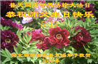 河北大法弟子庆祝世界法轮大法日(111条)