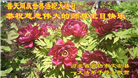 河北大法弟子庆祝世界法轮大法日(106条)