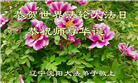 辽宁大法弟子庆祝世界法轮大法日(153条)