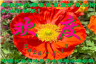 长春大法弟子庆祝世界法轮大法日(111条)