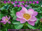 长春大法弟子庆祝世界法轮大法日(171条)