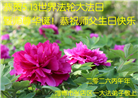 山东大法弟子庆祝世界法轮大法日(124条)
