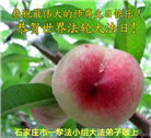 石家庄大法弟子庆祝世界法轮大法日(109条)
