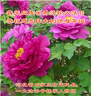 石家庄大法弟子庆祝世界法轮大法日(109条)