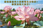 石家庄大法弟子庆祝世界法轮大法日(109条)