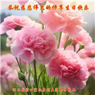 乡村大法弟子庆祝世界法轮大法日(81条)