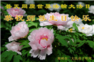 河南大法弟子庆祝世界法轮大法日(112条)