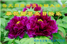 河南大法弟子庆祝世界法轮大法日(112条)