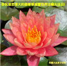 感恩师尊　西欧七国大法弟子庆贺世界法轮大法日