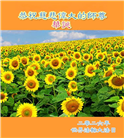 山东大法弟子庆祝世界法轮大法日(120条)